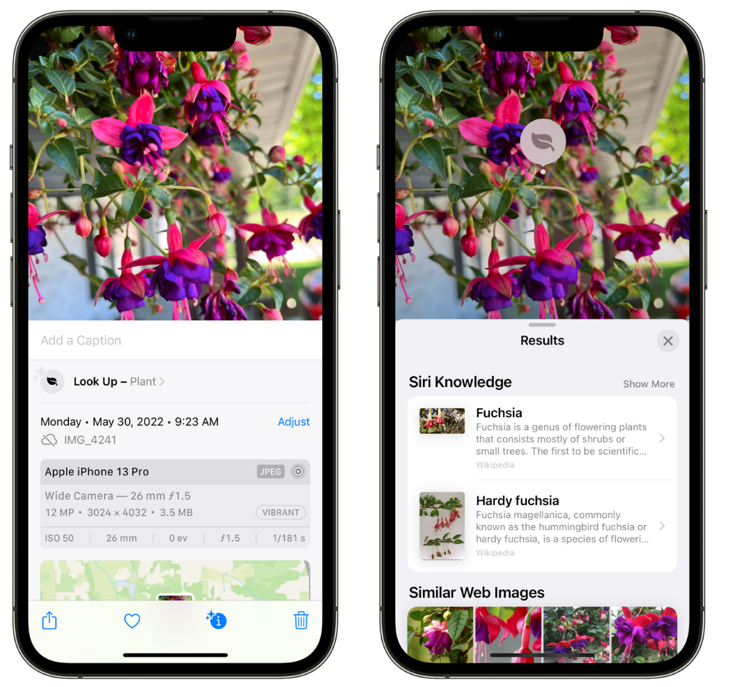 仓山苹果手机维修分享小技巧：使用 iPhone 相机识别花卉植物 